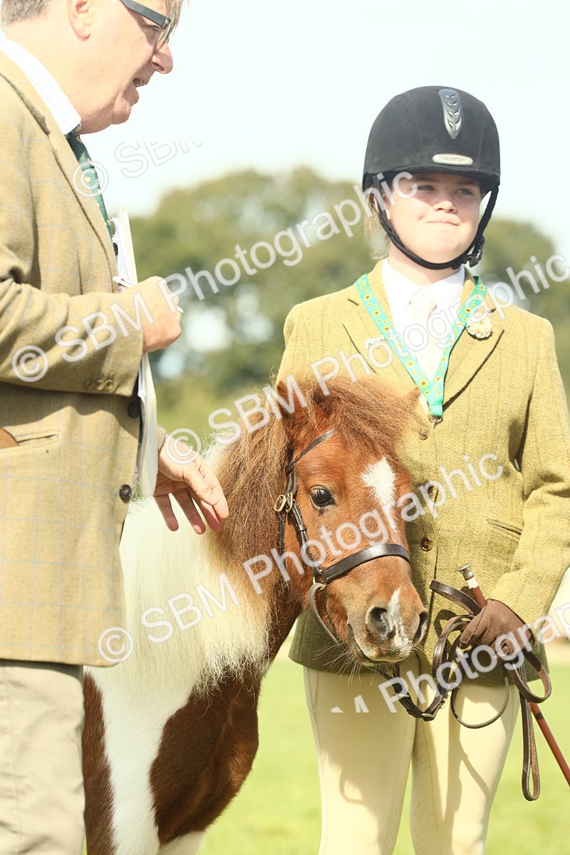 SBM_66569 - S34 - Rehabilitated Rescue Horse & Pony In Hand & Ridden