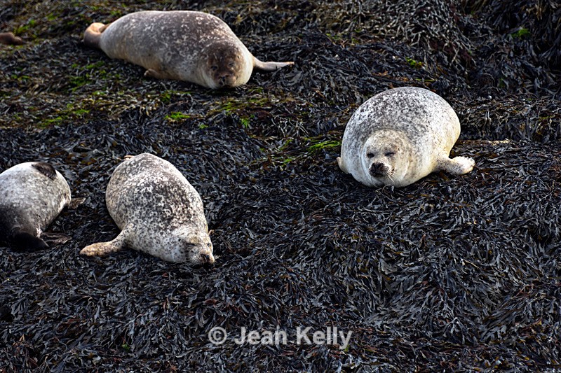 Seals on Loch Linnhe - DSC_9135_00082 - Sea Lions and Seals