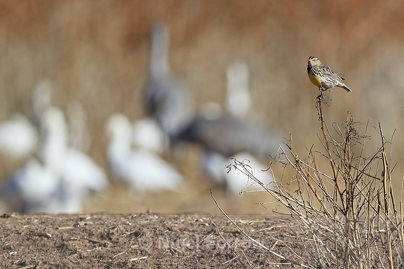 Western Meadowlark, Bosque del Apache, New Mexico, USA - Western Meadowlark