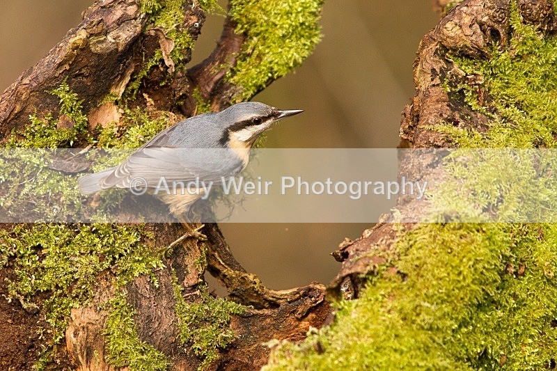 20120218-_MG_8996 - Nuthatch & Treecreepers