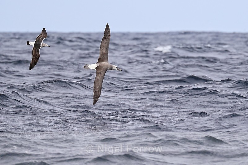 Shy Albatross (immature) chased by Kelp Gull, at sea, South Africa - Shy Albatross