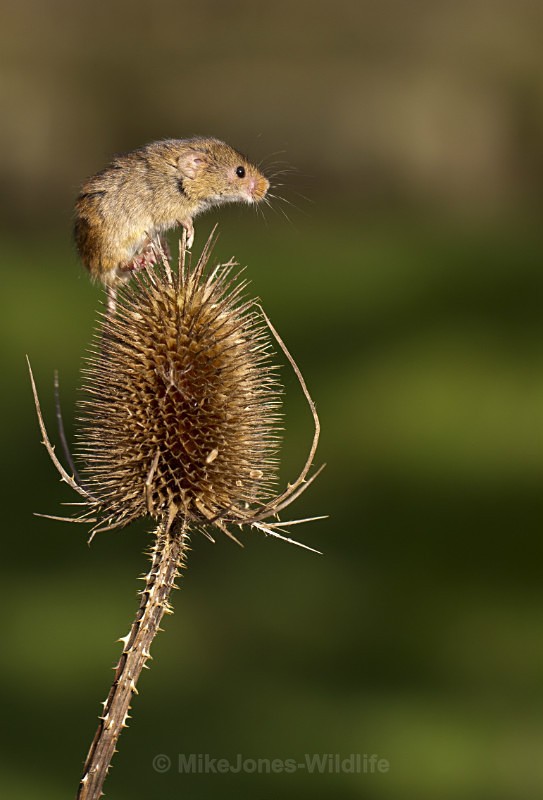 HARVEST MOUSE - HARVEST MOUSE