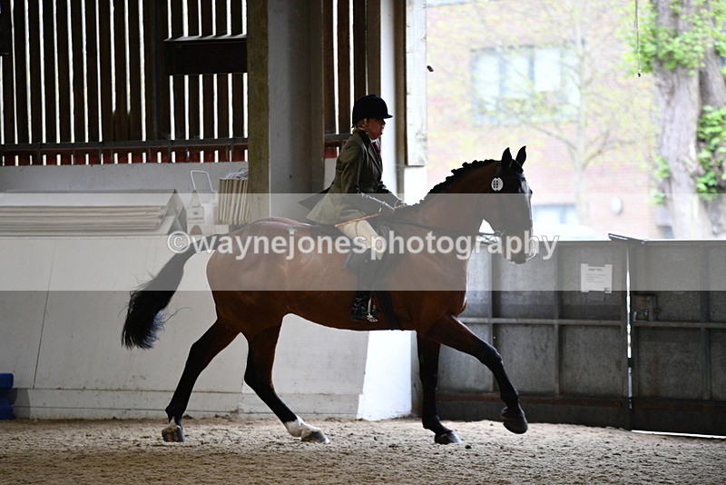 WJ5_9014 - Class 15 Ridden Show Horse