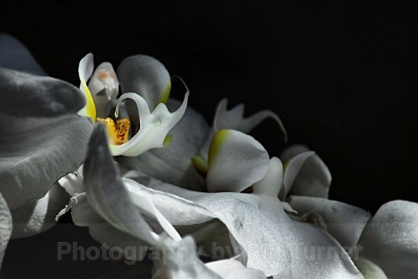 The Orchid - Flowers and Plants