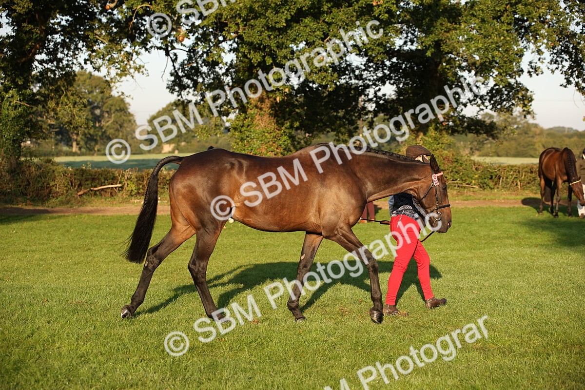 SBM_56898 - S49 - Riding Horse & Hack & Thoroughbred In Hand