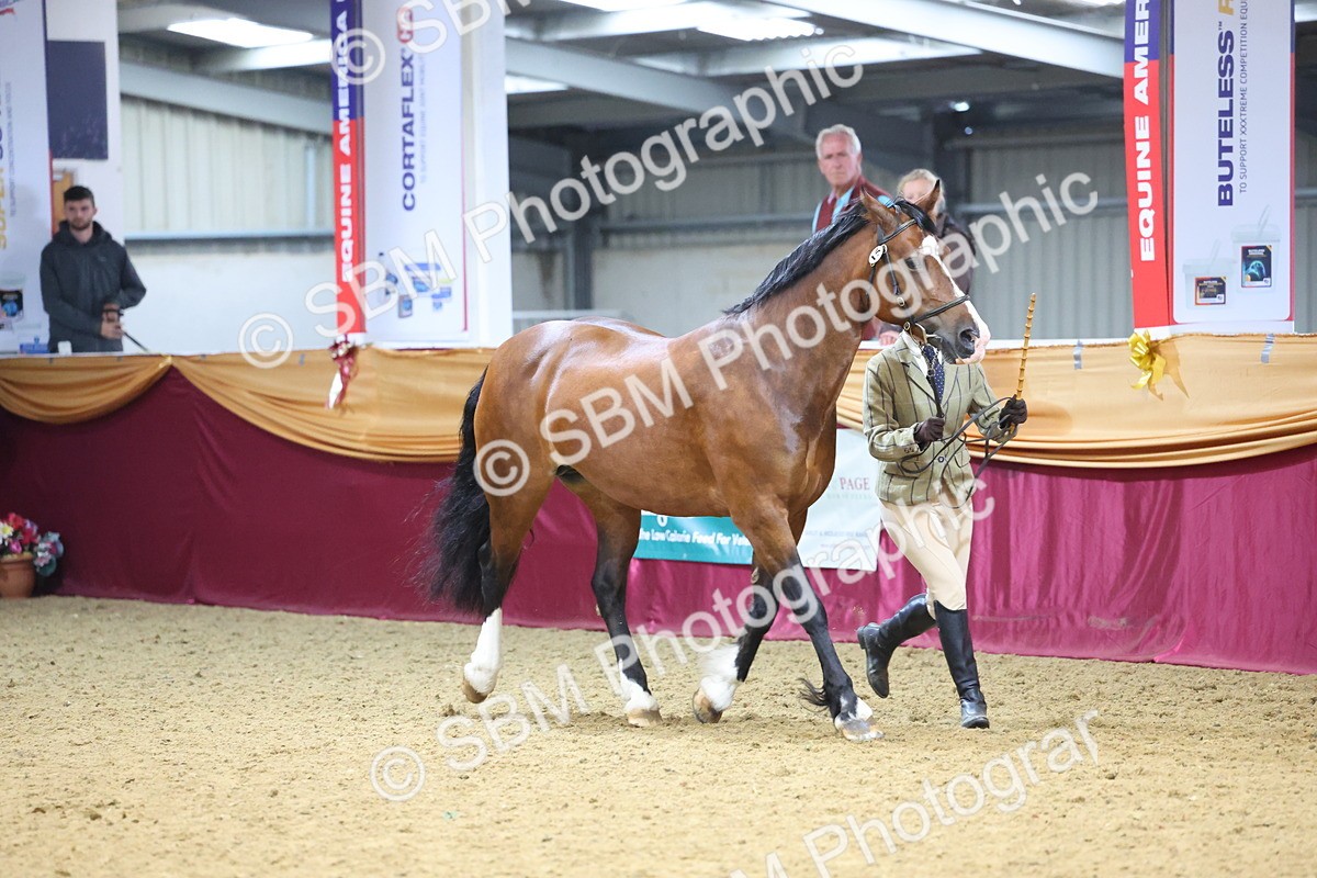 SBM_22794 - Class 903 - Supreme Final - IH Pre Vet