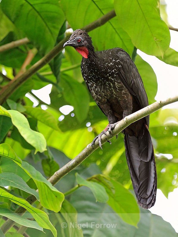 Crested Guan perched in a tree at Leaves and Lizards Retreat - Crested Guan