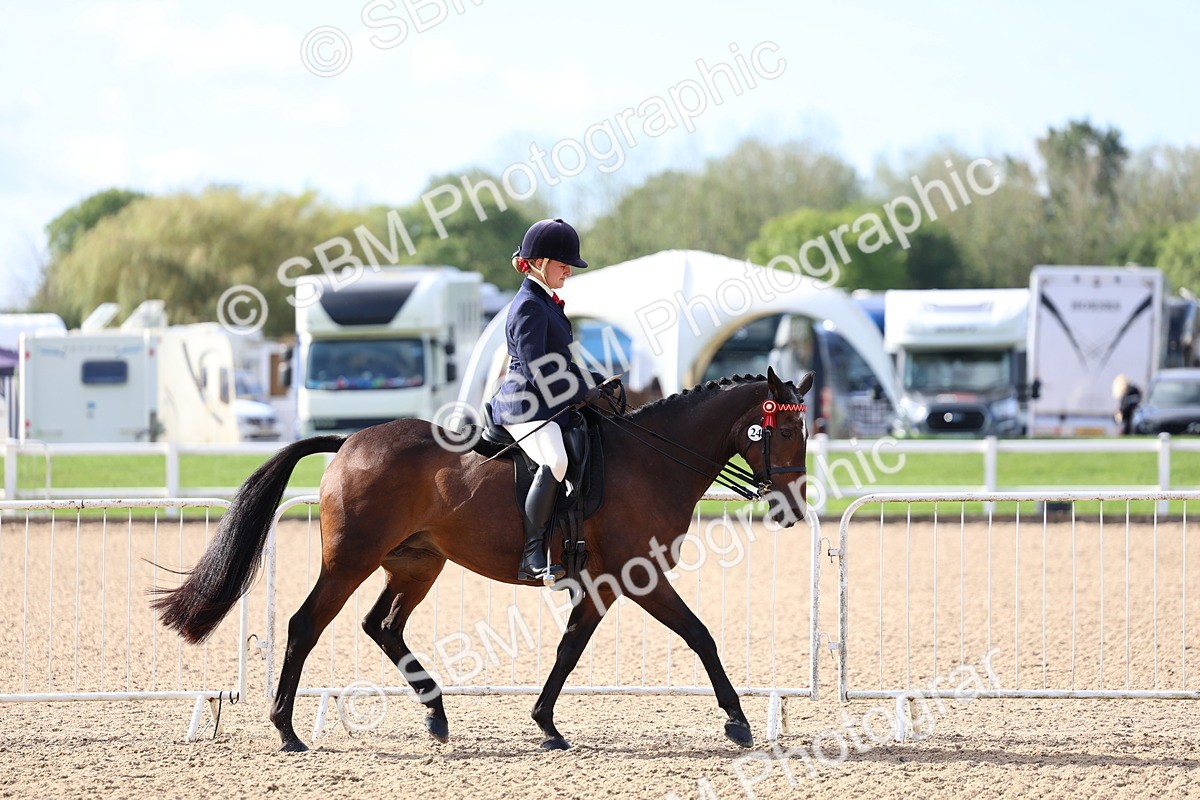 SBM_09103 - Class 303 - Ridden Pure Bred Horse Pony