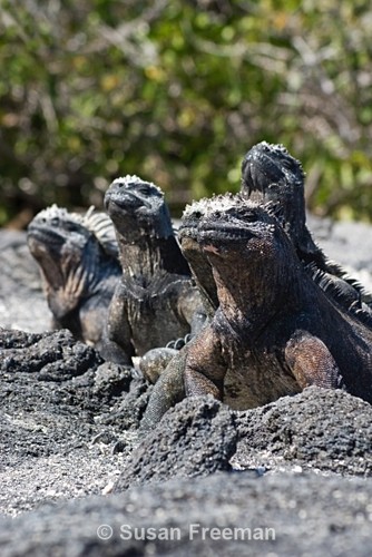 Marine Iguanas