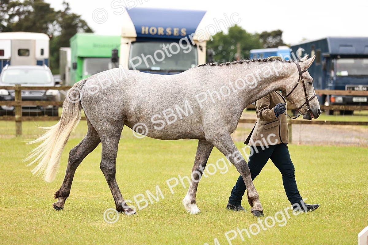 SBM_00696 - Class 26-30 Sport Horse In Hand