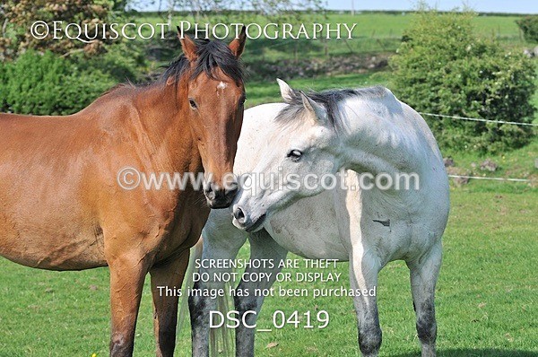 DSC_0419 - ARCHIVE REQUEST - Quincy and Guinness