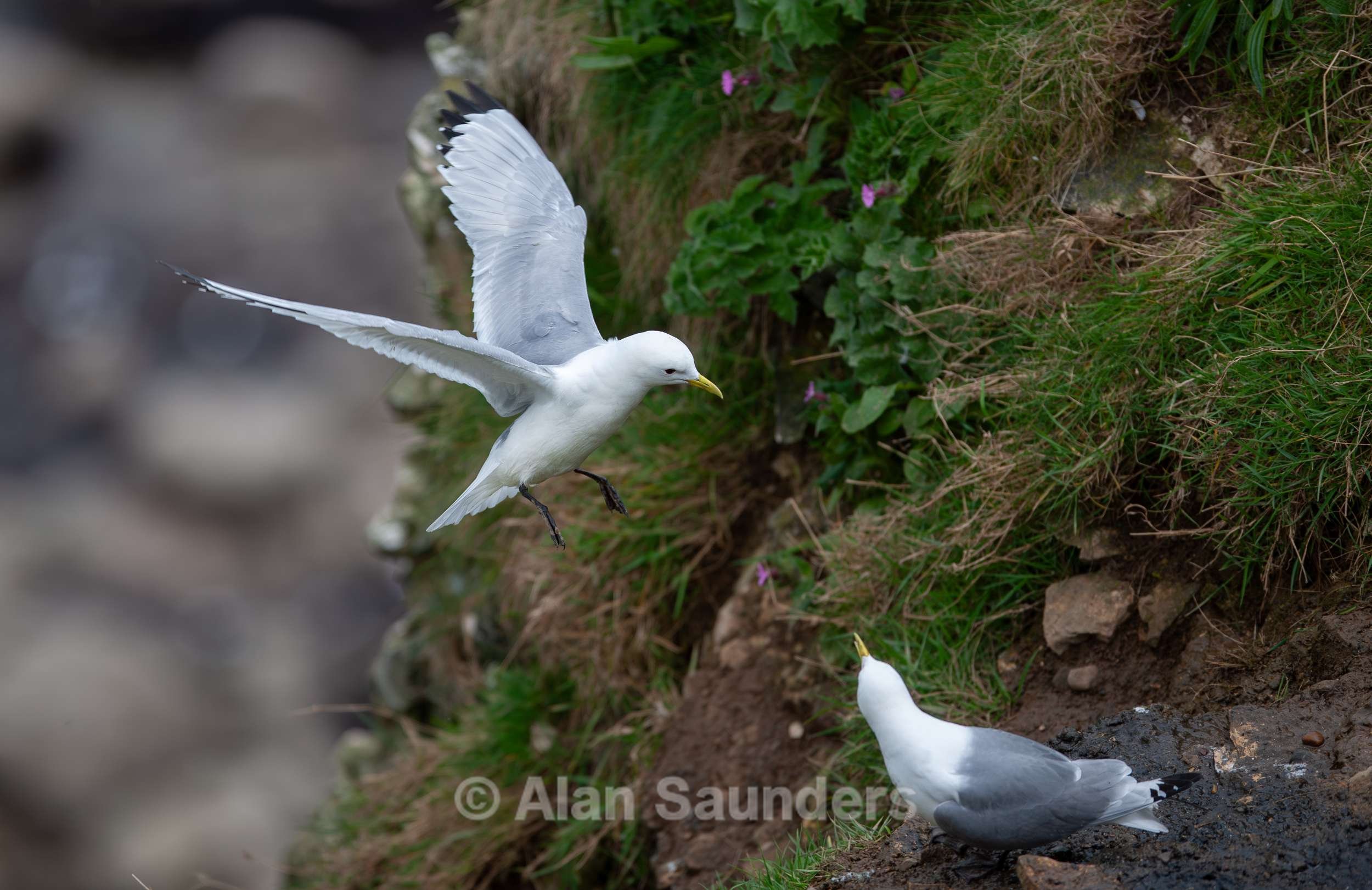 Black-Legged Kittiwake 3