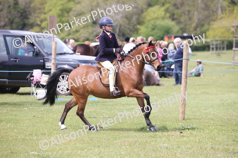 20260426-2960 - Class 33 - Best Pony 14.2hh and Under
