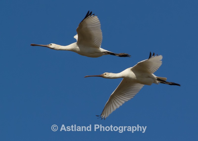 Astland Photography, Bird and Wildlife Images, Susan and Peter Wilson, U.K.