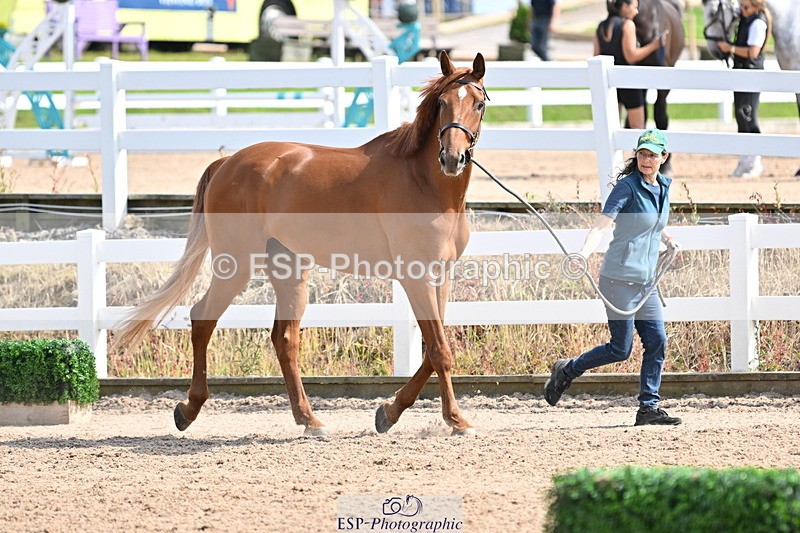 240717A-155311-03139 - Trot Up 3pm to 4pm