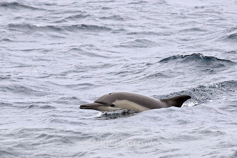 Dolphin surfaces off Cape Point, South Africa - Dolphin