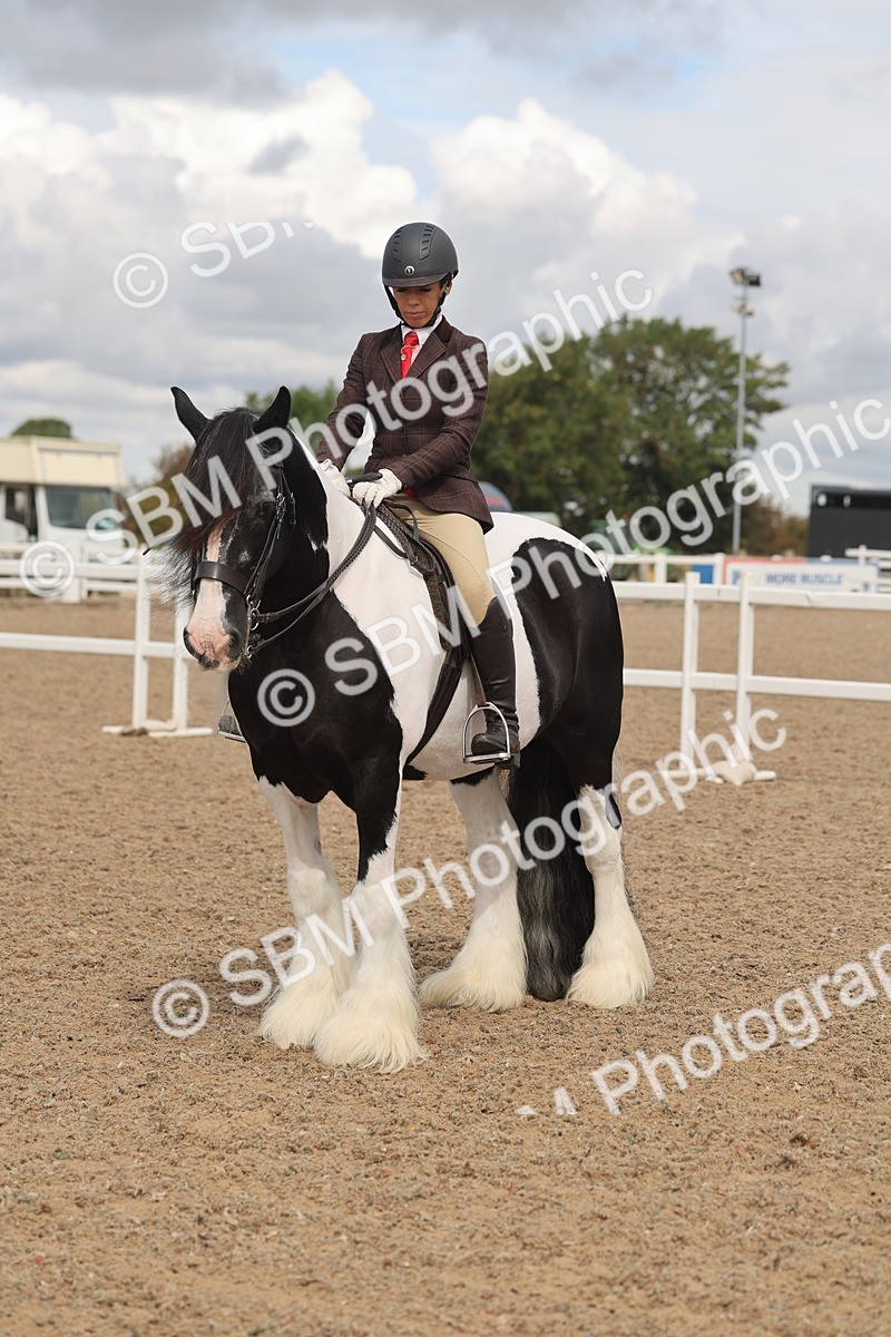 SBM_04442 - Class 18 - Handsomest Gelding (IH or Ridden)