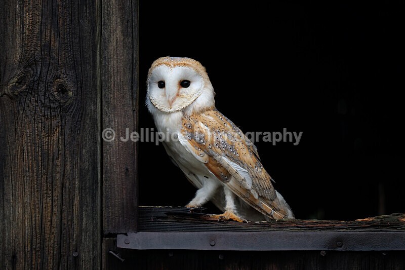  - Wildlife and Nature