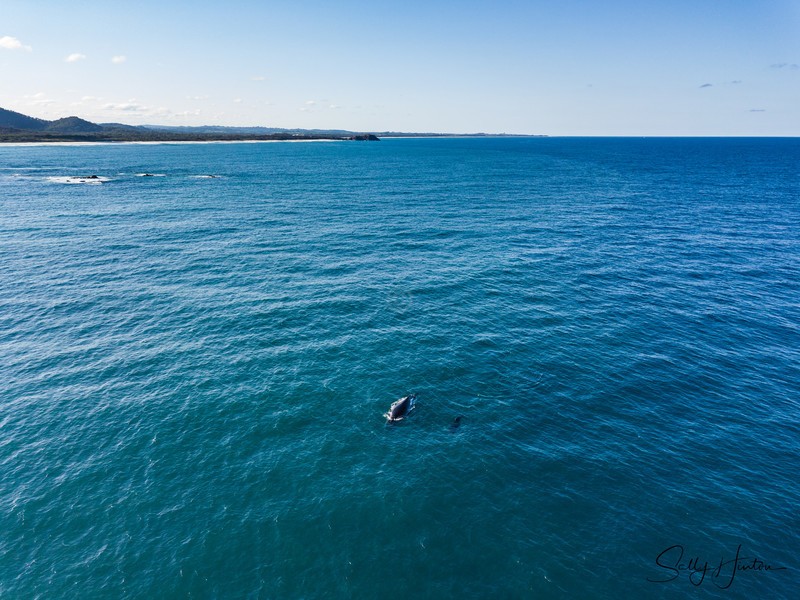 Humpbacks off Bogangar