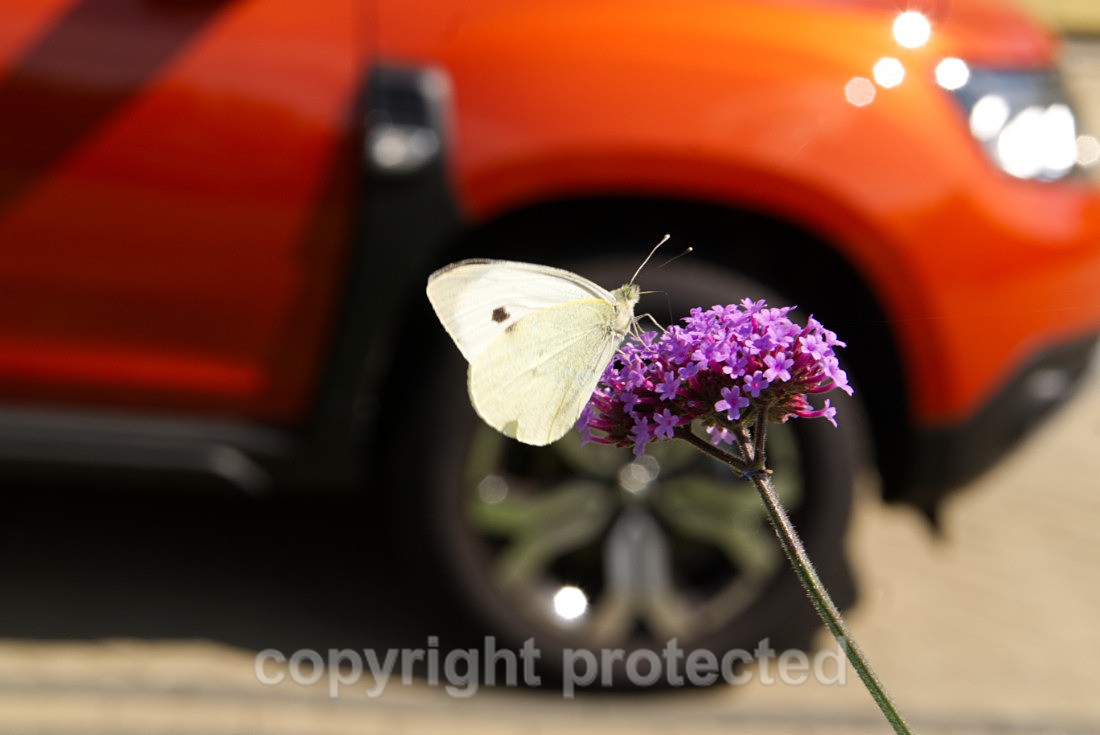 Large White Buttrfly - Urban Area in Suffolk - Suffolk - Invertebrates