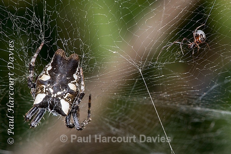  - Bugs: Spiders
