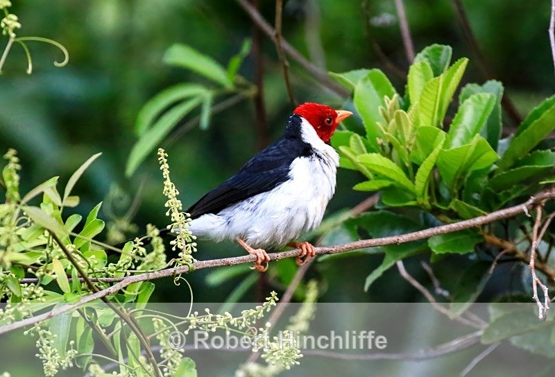 Red Capped Cardinal (F3 ) - Brazil