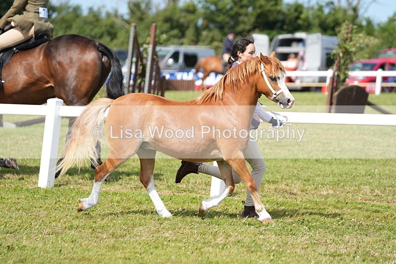 DSC05426 - Class 50: NPS M&M 4 years and over Small Breeds