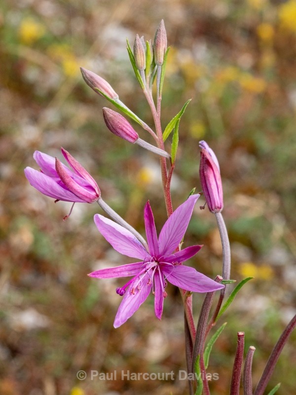 Rose-bay willowherb (Epilobium angustifolium) - Wild Flowers 2020
