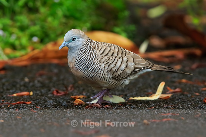 Zebra Dove on ground, Hawaii - Zebra Dove
