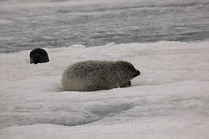After the first swim1358 - First 6 weeks of a seal pup's life