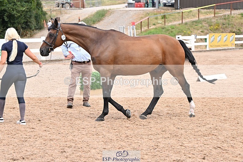 250716-142047-01031 - Trot Up 1.30 to 2.30