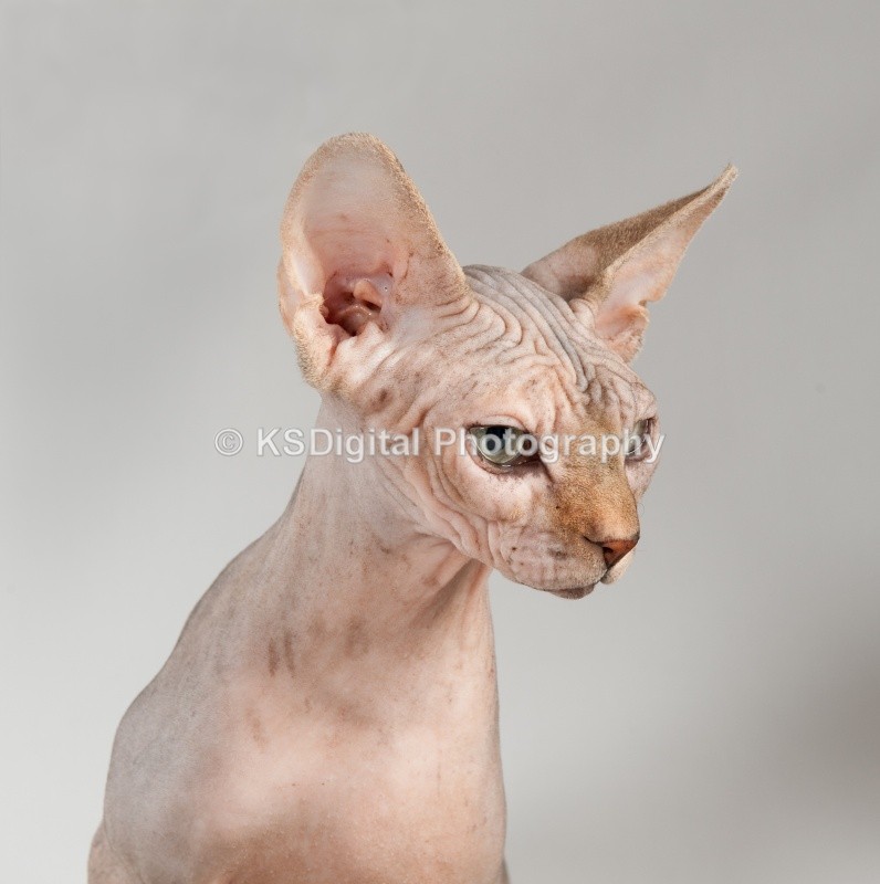  - Misfits Sphynx