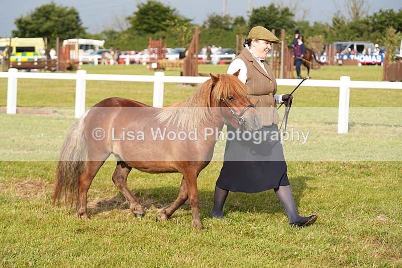 DSC04513 - Class 46: NPS Shetland Youngstock