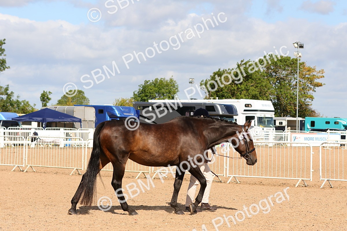 SBM_11158 - Class 208 - IH Veteran Horse