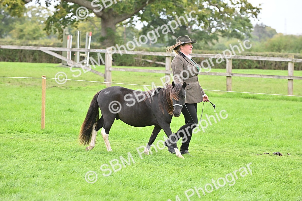 SBM_64925 - S50 - Show Pony & Show Hunter Pony In Hand