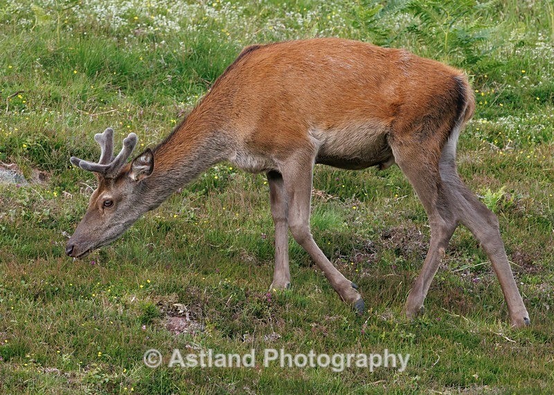 Red Deer - Latest Images