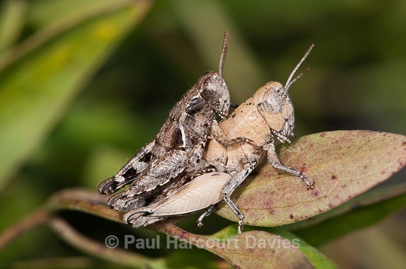  - Bugs: Macro insects
