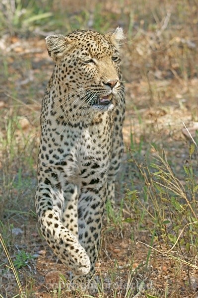 Leopard pausing - Timbavati, South Africa - African Leopards