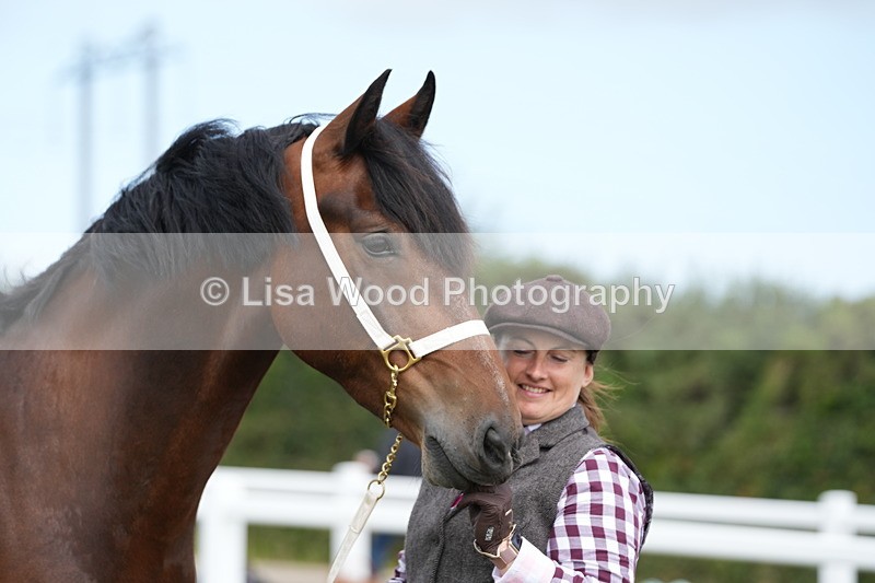 DSC05856 - Class 51: NPS M&M 4 years and over Large Breeds