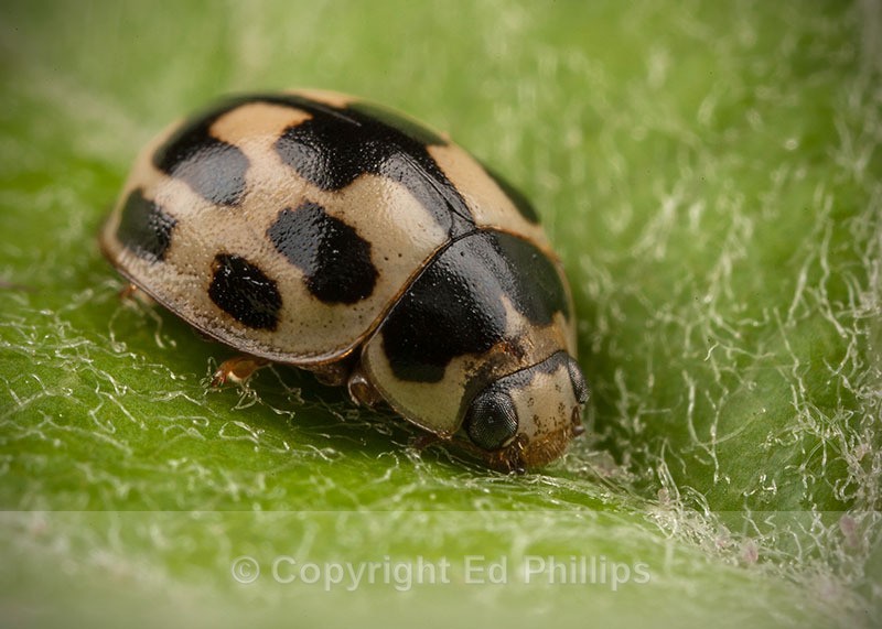 14-Spot Ladybird - Propylea quattuordecimpunctata (14-spot Ladybird)