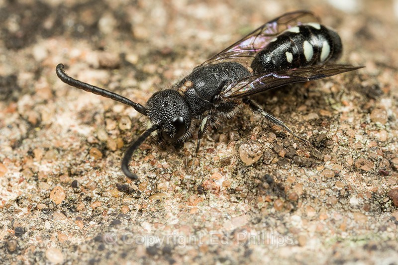 Sapyga quinquepunctata (m) - Sapyga quinquepunctata
