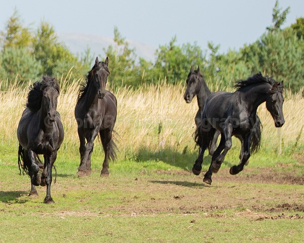 friesians 101-117 - Friesians