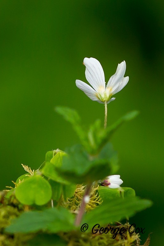 Wood Avens