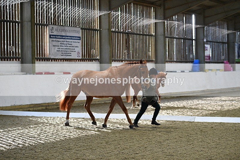 WJ5_3619 - Class 5 In Hand Veterans