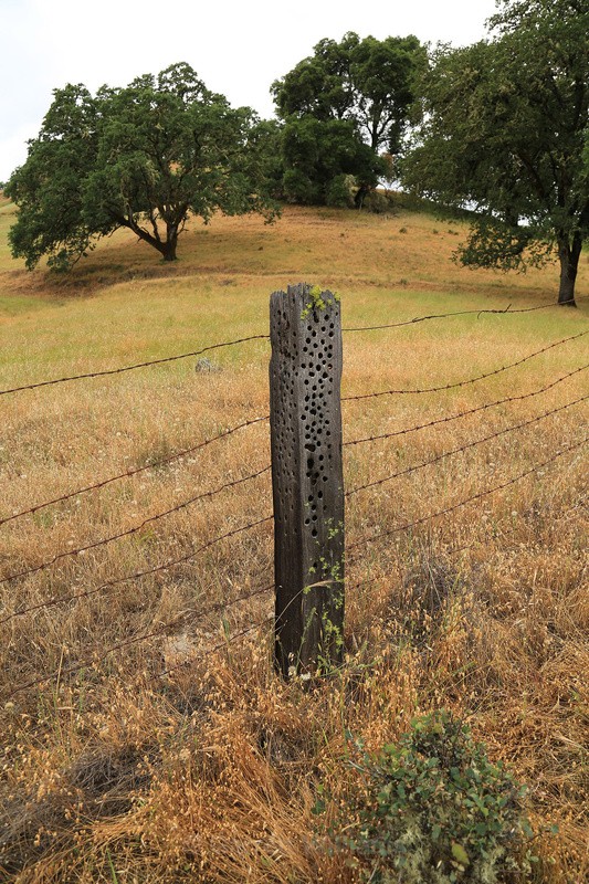 Woodpecked fencepost - Abandoned Line