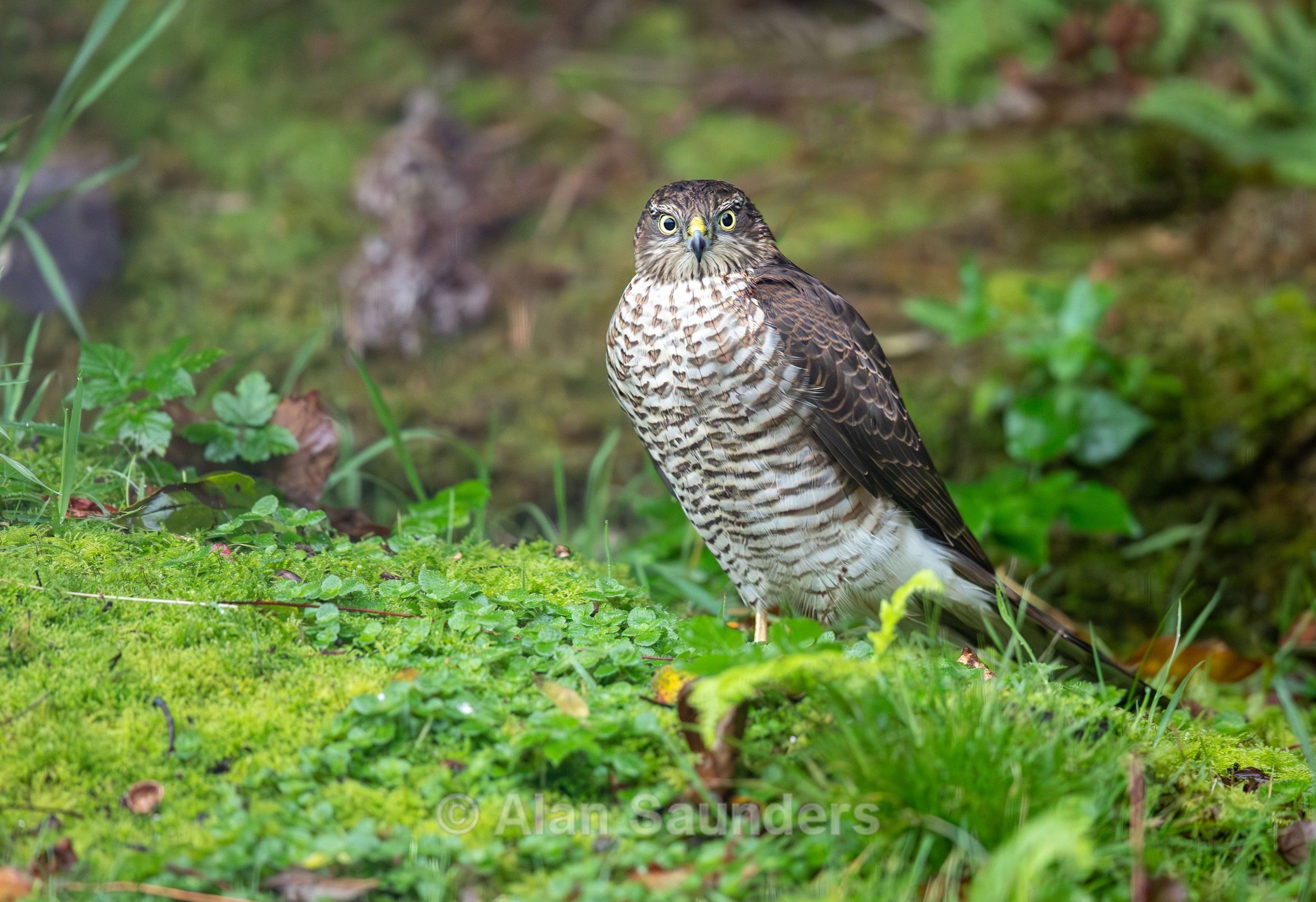 Eurasian Sparrowhawk 8 (juvenile)