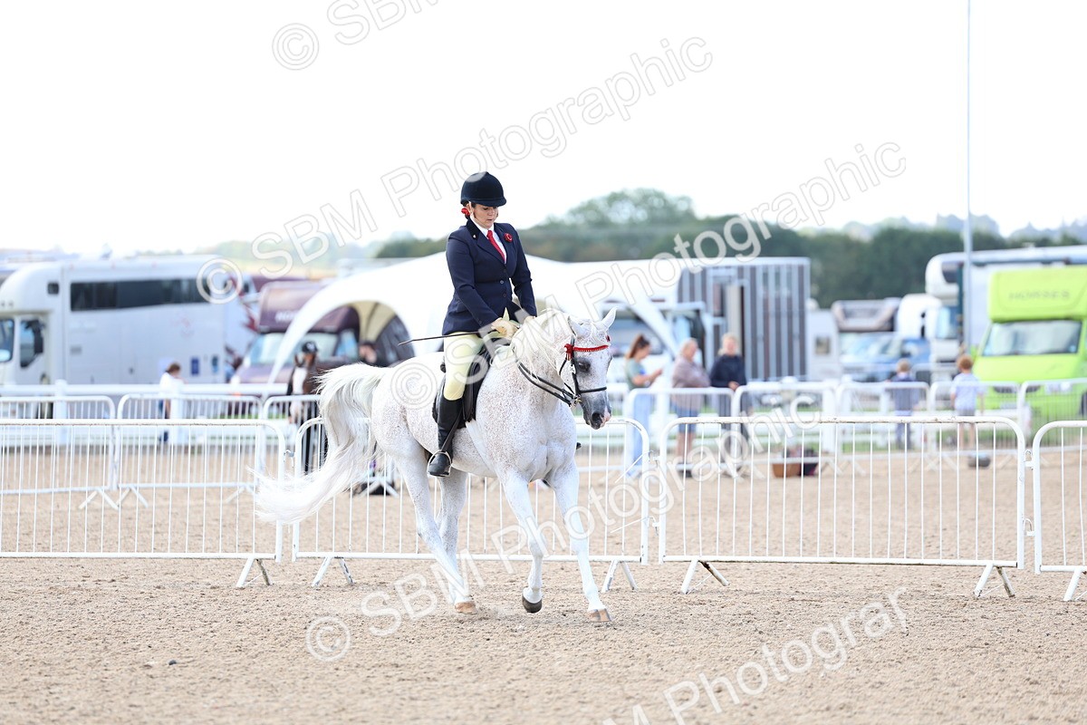 SBM_09136 - Class 303 - Ridden Pure Bred Horse Pony