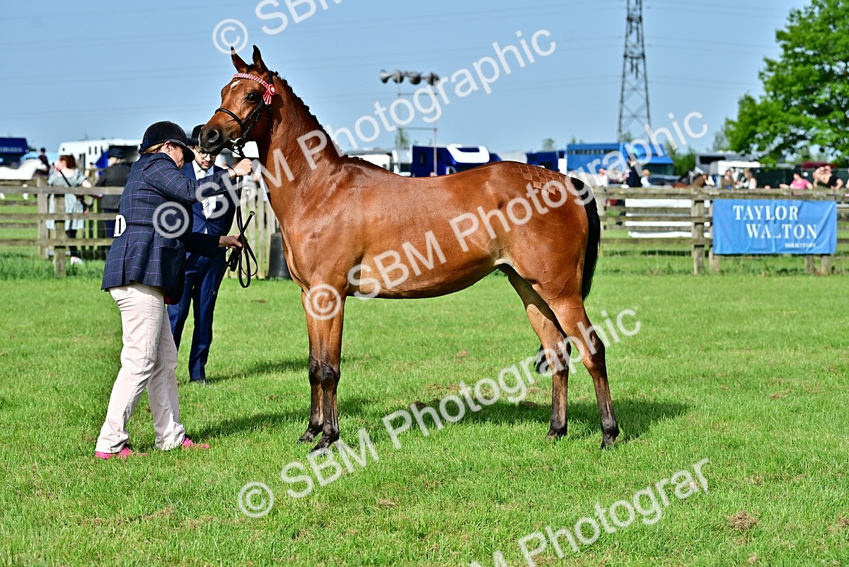 SBM_00973 - Class 46-49 - Arab and Part Bed-Anglo Arab In Hand