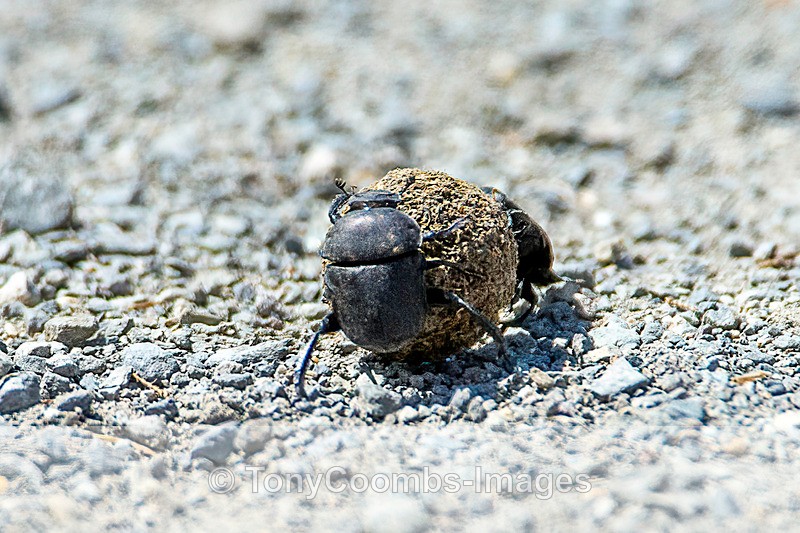 Dung Beetles  1604-10493 - Lesvos ~ Various Other