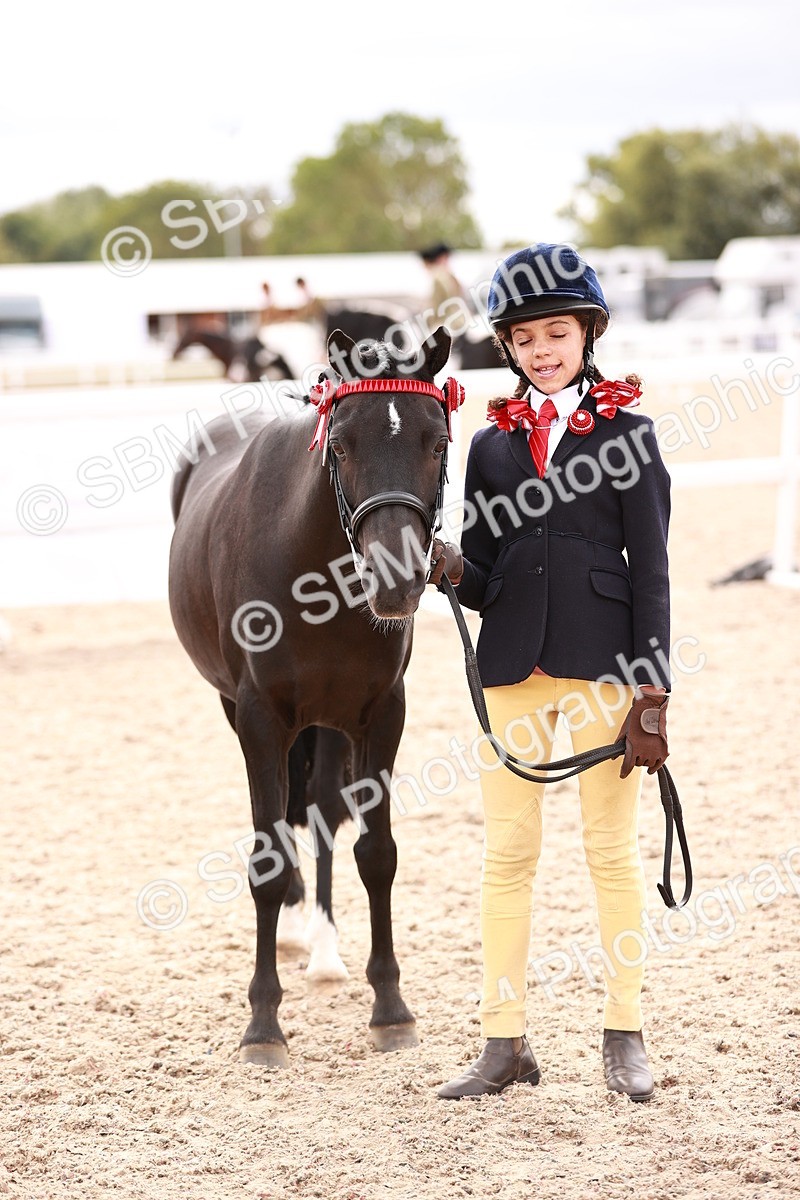SBM_18325 - Class 417 - Handsome Gelding (IH or Ridden - JNR)